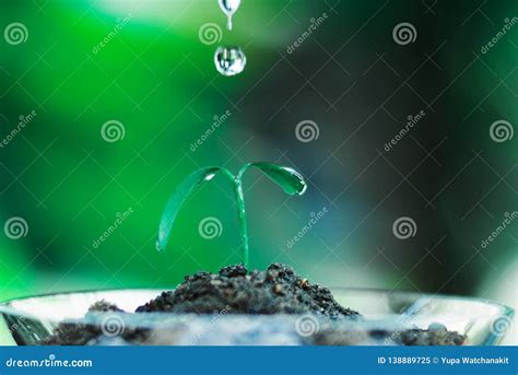 Sprout Growing In Glass With Water Drop Stock Image Image Of Gardening Life 138889725