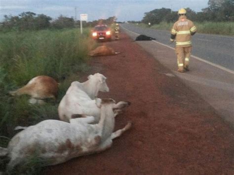 G Seis Vacas S O Atropeladas Na Df Na Ponte Alta Do Gama