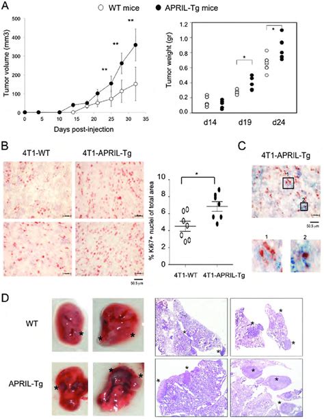 4t1 Tumor Growth And Lung Metastasis Are Enhanced In An April Enriched