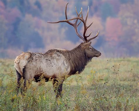 Bull Elk Fall Photo At Karthaus Pa Mark Palmer Flickr