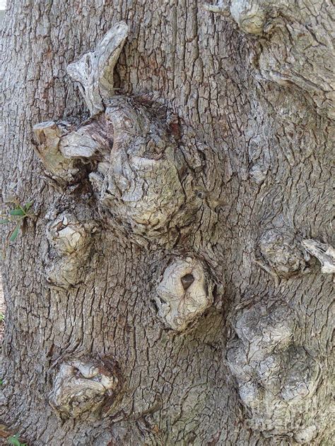 559 - Oak Tree in Florida Photograph by Deborah Carpenter - Pixels