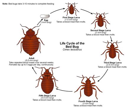 Explore El Fascinante Mundo De Los Insectos Cu Ntas Patas Tienen Los