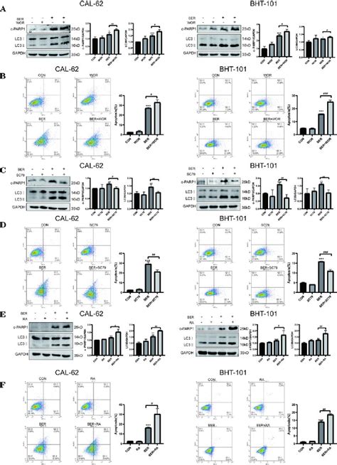 Figure From Berberine Exhibits Antitumor Effects By Activating