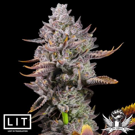 LIT Farms Seeds Half Baked Attitude Seedbank UK