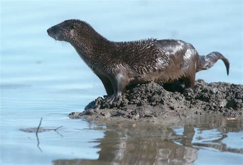 River Otter Quotes. QuotesGram