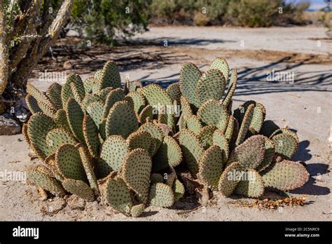 A Cactus Growing In The Californian Desert Stock Photo Alamy