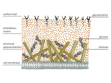 Zygomycota | Cell wall, Plasma membrane, Eukaryotic cell