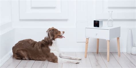 Watch, talk to & play w/ your pets from your smartphone w/ Petcube’s interactive camera: $137 ...