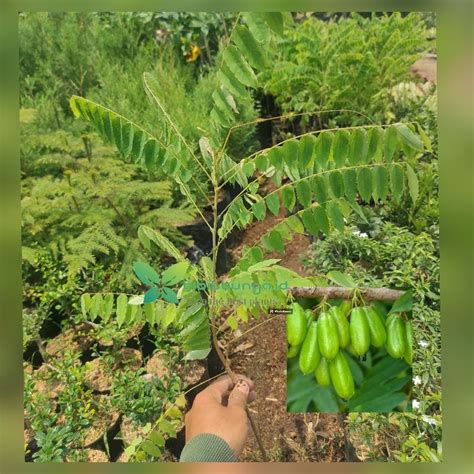 Jual Bibit Tanaman Buah Belimbing Wuluh Tanaman Bibit Buah Belimbing