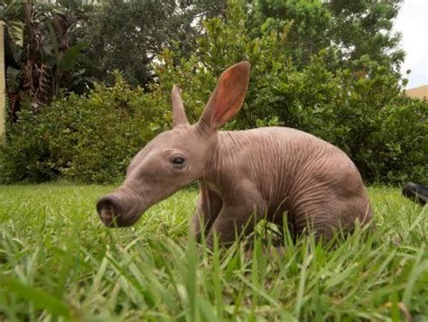 Aardvark Amazing Animal Wander Lord