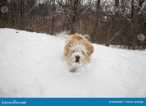 Charging Dog Stock Image Image Of Animal Nature Walk 50626009