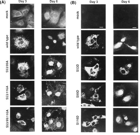 Indirect Immunofluorescence Analysis Of Hcv Core Protein Variant