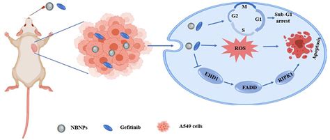 Frontiers Recent Progress On The Synergistic Antitumor Effect Of A