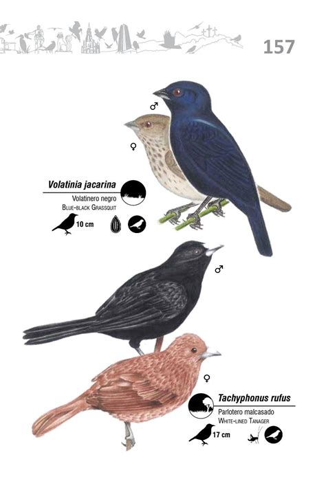 Gu A Ilustrada De Las Aves De Santiago De Cali By Naturaleza Creativa