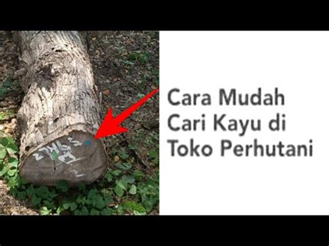 Ide Usaha Jual Beli Kayu Perhutani Ternyata Mudah Tips Cara