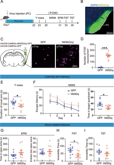 Effects Of Chemogenetic Activate The Piriform Cortex Pc Excitability Download Scientific