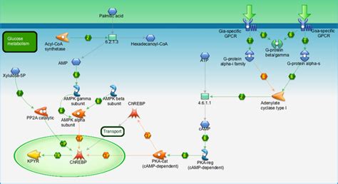 Transcription Chrebp Regulation Pathway Pathway Map Primepcr Life Science Bio Rad