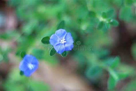 Amazing Blue Flowers on Nature Background Stock Image - Image of ...