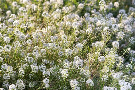 Growing Sweet Alyssum Flowers