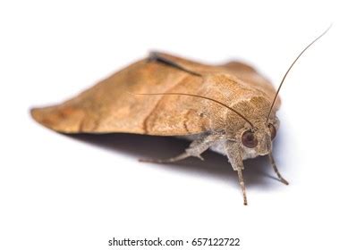 46 Corn stem borer Images, Stock Photos & Vectors | Shutterstock