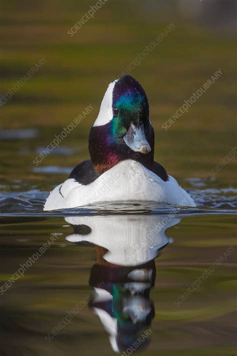 Bufflehead Male Bucephala Albeola Stock Image C Science