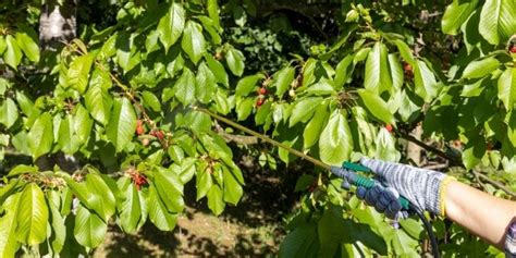 How To Energize Fruit Trees With Homemade Foliar Sprays