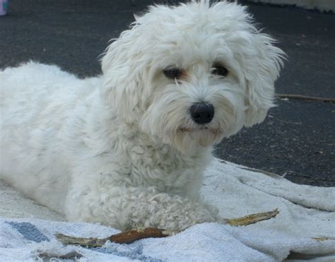 White Bergamasco Shepherd dog photo and wallpaper. Beautiful White ...