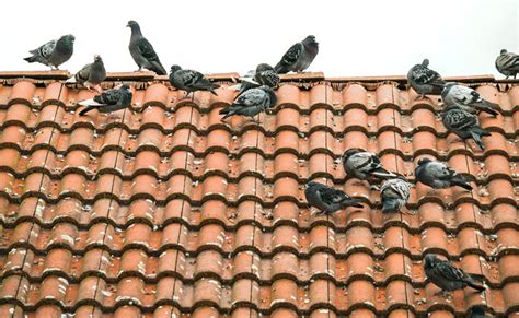 Comment faire éloignées des pigeons 6ème SVT