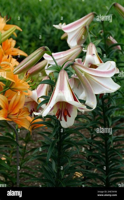 Lilium Regale Also Called The Regal Lily Royal Lily Kings Lily With