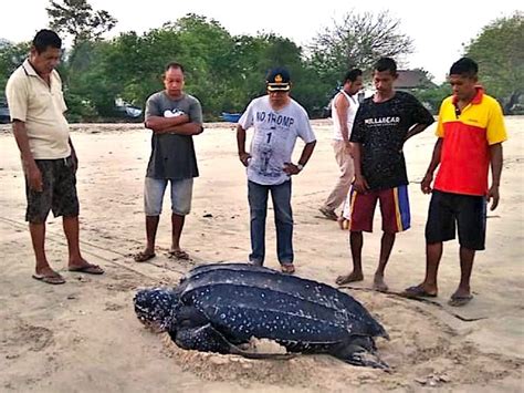 Inilah Rencana Aksi Konservasi Perairan Dan Perlindungan Penyu Laut Di