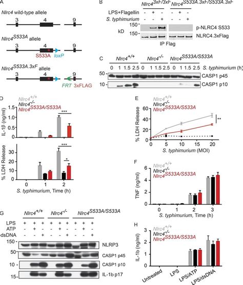 Attenuated caspase 1 activation IL 1β secretion and pyroptosis in