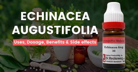 Echinacea Augustifolia M Uses Benefits Side Effects