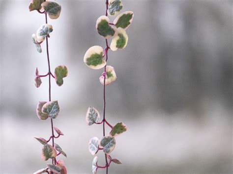 variegated string of hearts care