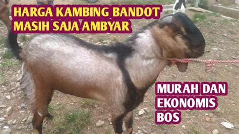 Harga Kambing Bandot Masih Saja Ambyar Youtube