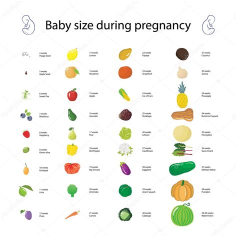 Baby Size Chart By Week Kumquat Healthy Grootte