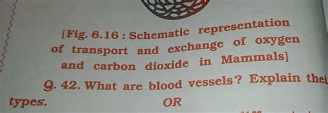 Fig Schematic Representation Of Transport And Exchange Of Oxygen