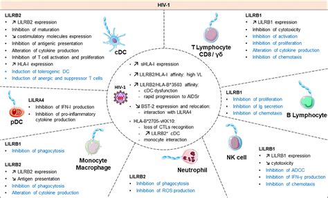 Frontiers Leukocyte Immunoglobulin Like Receptors In Regulating The