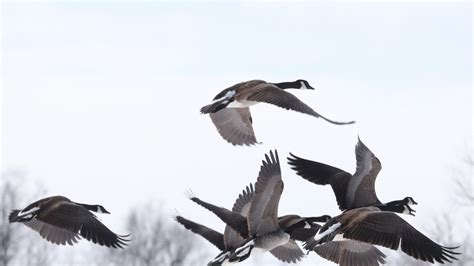 Want to bag a bird? What to know about New York waterfowl hunting