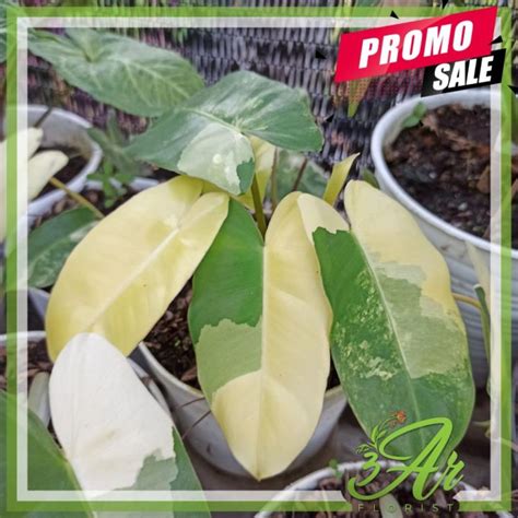 Tanaman Hias Philodendron Varigata Lazada Indonesia