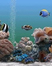 Animated Aquarium Gif