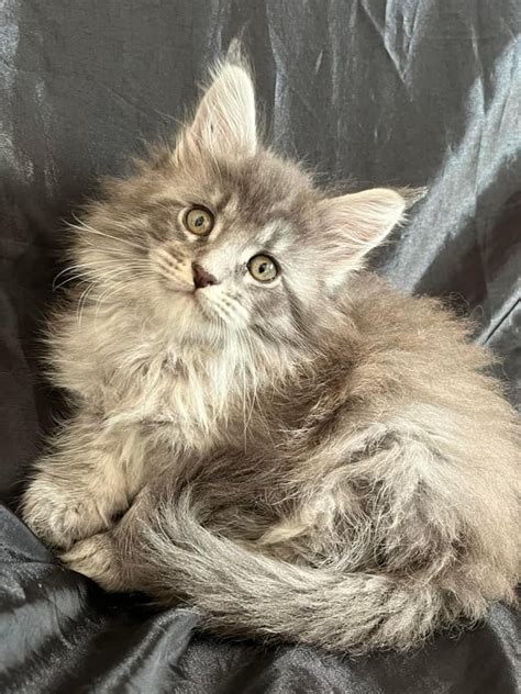 Adorable Chaton Maine Coon M Le Blue Blotched Tabby Meurthe Et Moselle