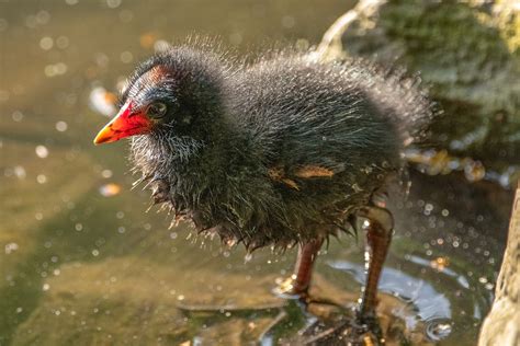 Bird Moorhen Flow - Free photo on Pixabay - Pixabay