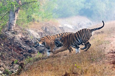 Bengal tigers - Stock Image - C052/4121 - Science Photo Library