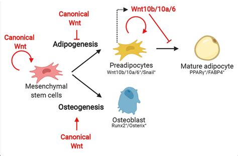 The Effect Of Canonical Wnt During The Several Stages Of Adipogenesis