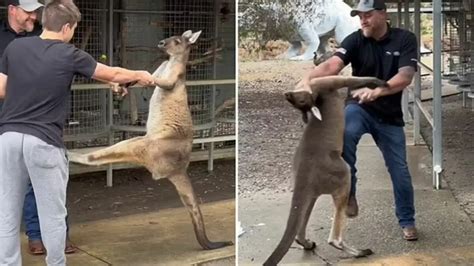 Canguru Ataca Um Turista Cr Tica Engra Ada Animais Ao Redor Do Mundo