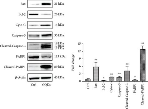 Expression Levels Of Apoptotic Proteins In B Cells A Western