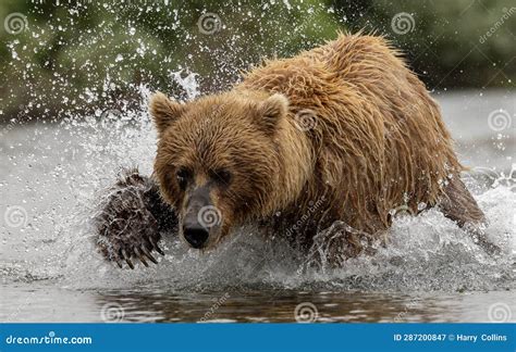 Brown Bear Fishing for Salmon in Alaksa Stock Image - Image of sockeye ...