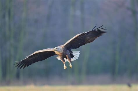 Premium Photo | Close-up of eagle flying