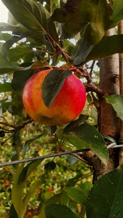 Ger Wijnhoven On Twitter De Fruitkweker Is Voor De Derde Keer Door De