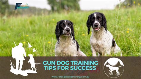 Gun Dog Training Top 5 Tips For Success